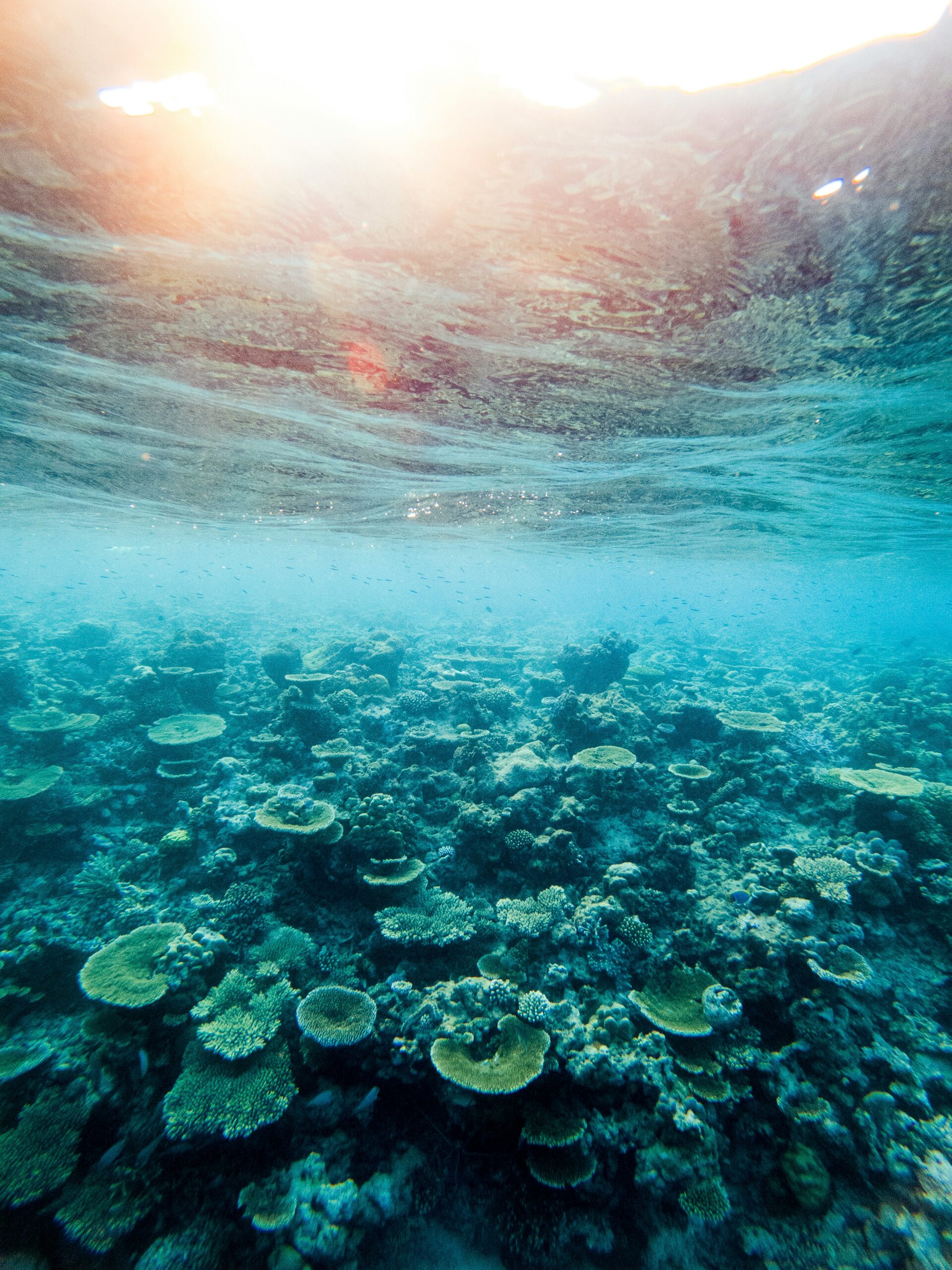 Sunlight filtering through clear ocean water over vibrant coral reef with tropical fish