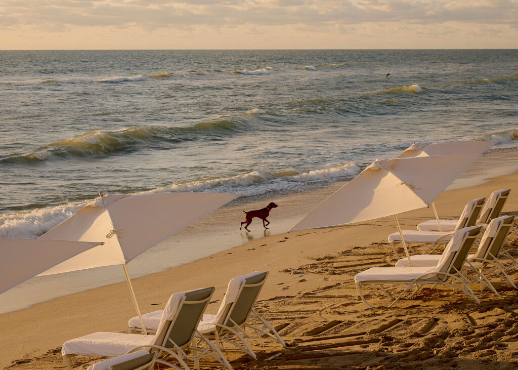 Dog walking along shoreline at sunset with beach umbrellas and lounge chairs facing the ocean