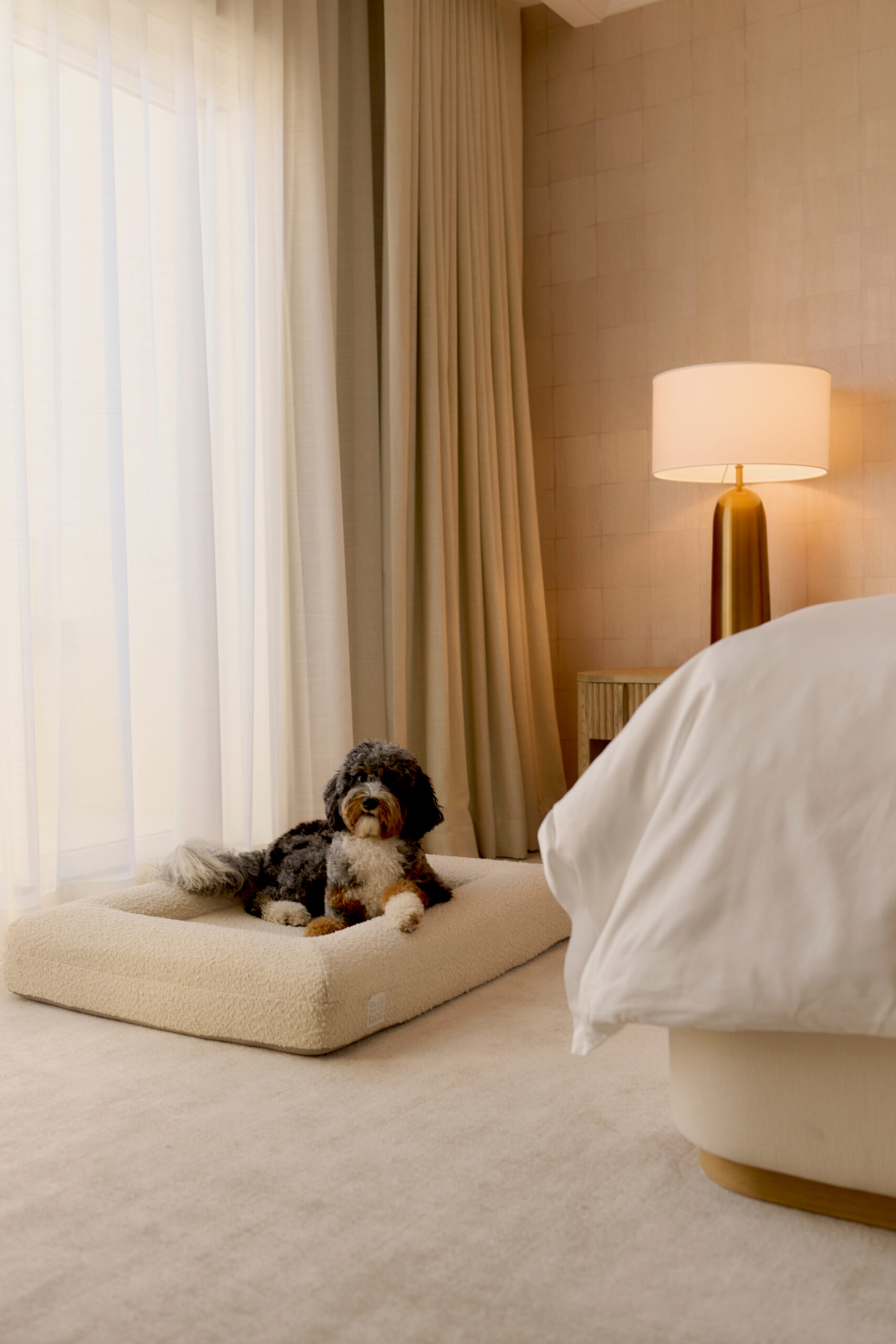 Small black and white dog resting on a plush bed beside a neatly made bed and bedside lamp in a bright bedroom
