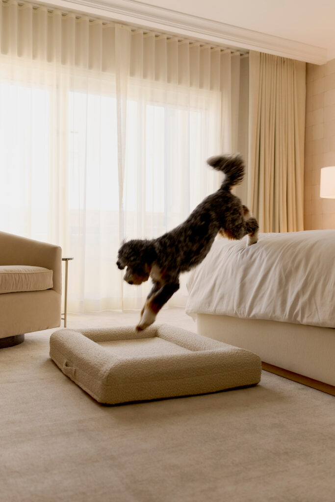 Dog jumping from bed onto cushioned pet bed in bright bedroom