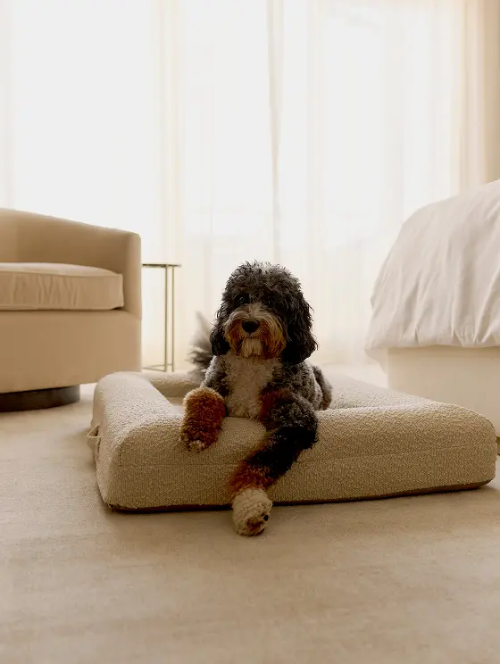 Luxury Hotel Packages For Dogs That Will Definitely Influence Your Next Getaway