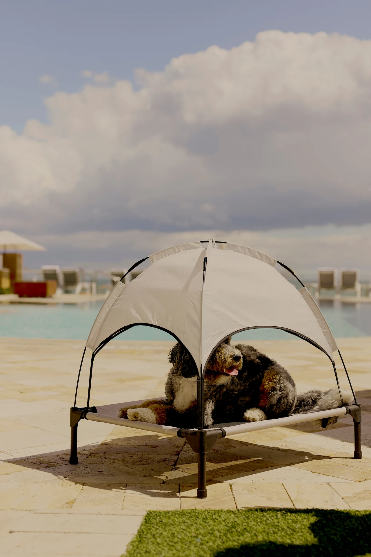 Dog resting on a shaded poolside pet lounger at eau palm beach, a relaxed and welcoming pet‑friendly resort