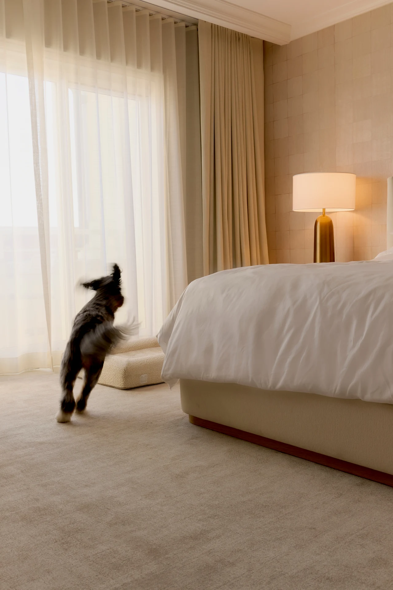 Dog running toward a sunlit window in a cozy, neutral‑toned bedroom at eau palm beach, a welcoming pet‑friendly resort