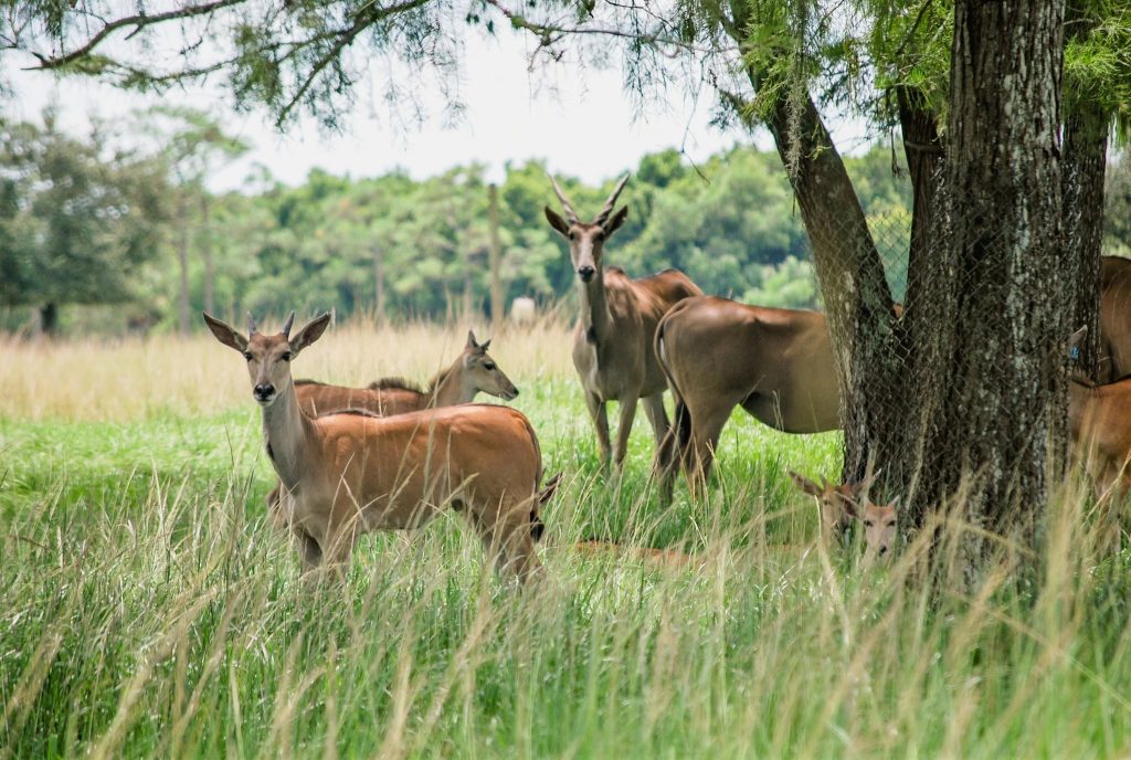 Lion country safari experience