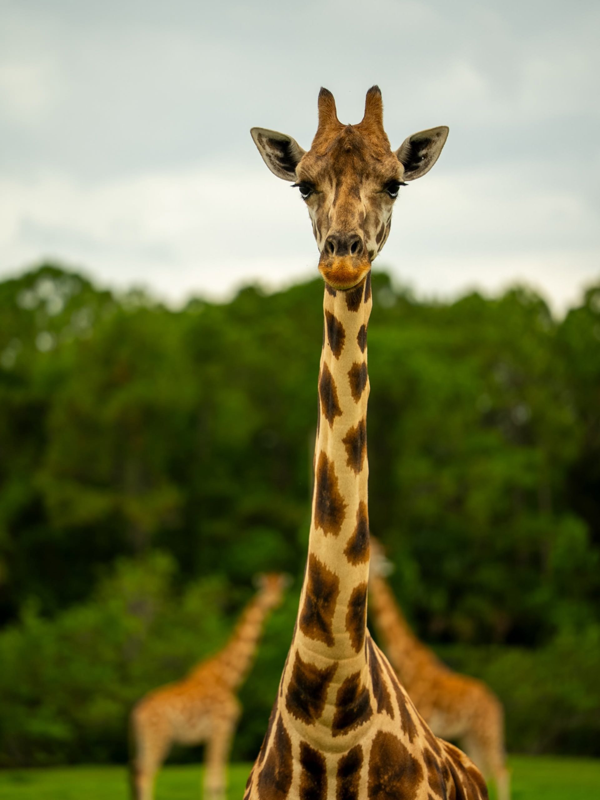 Lion country safari experience