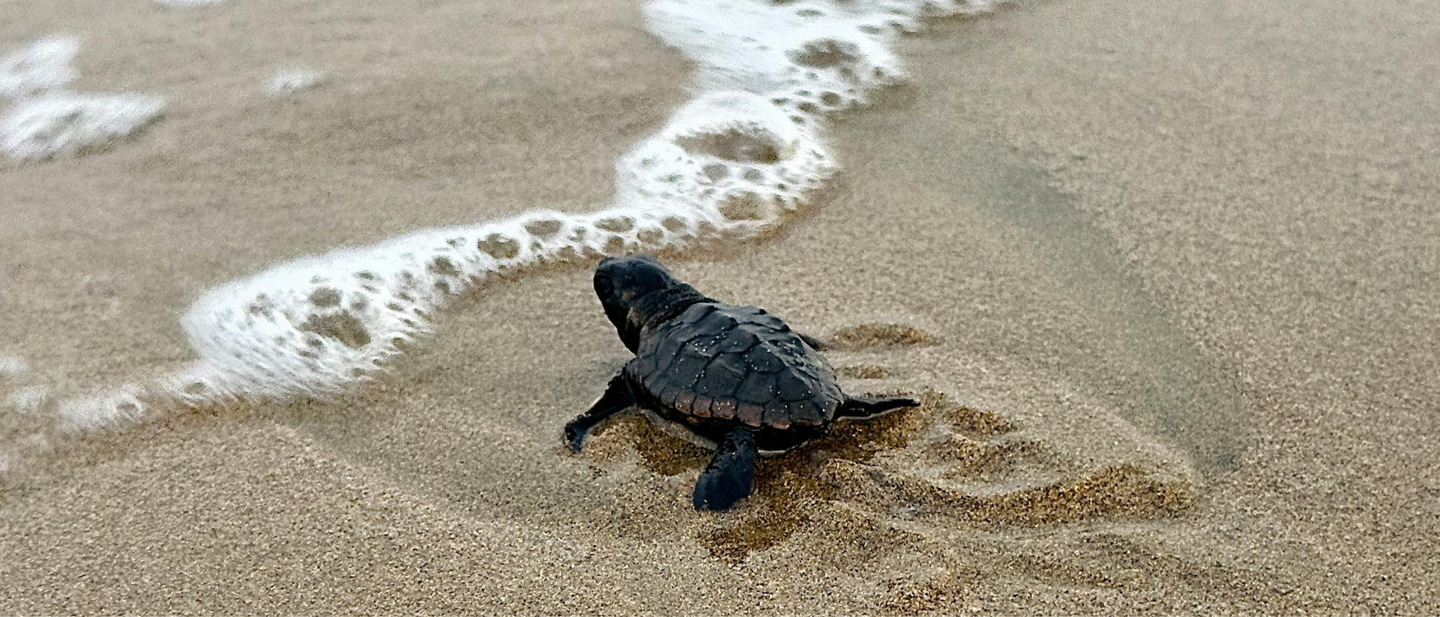 Turtle Talk with Loggerhead Marinelife Center