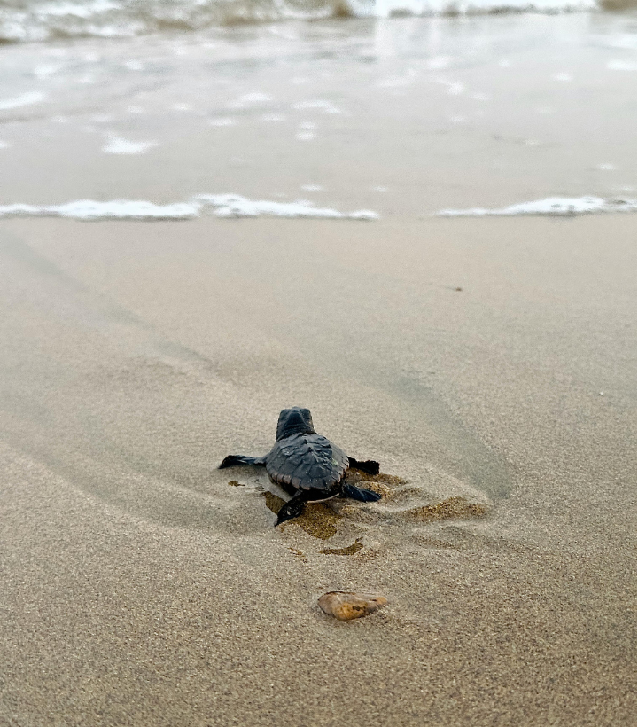 Turtle talk with loggerhead marinelife center